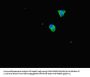PRDX2 Antibody