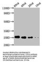 STE13 Antibody