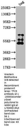 TFC3 Antibody