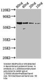 N Antibody