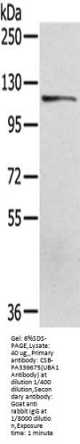 UBA1 Antibody