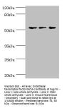 GATA2 Antibody
