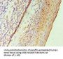 GATA2 Antibody