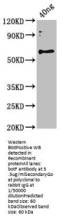 botF Antibody