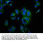 BCAM Antibody