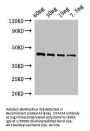 OSM34 Antibody