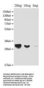 DFRA Antibody