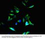 TSC2 Antibody