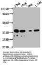 DERP2 Antibody