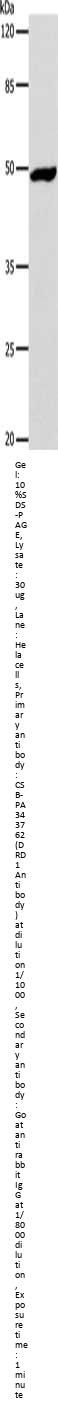 DRD1 Antibody