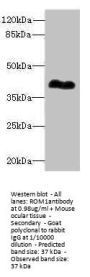 ROM1 Antibody