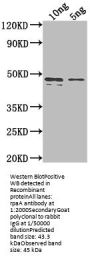 rpaA Antibody