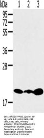 RNF5 Antibody