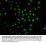 RAG2 Antibody