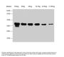 Copper-metallothionein Antibody