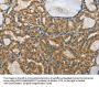 RPS27 Antibody