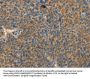 RPS27 Antibody