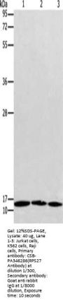 RPS27 Antibody