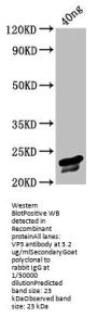 VP3 Antibody
