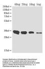 Metallo-beta-lactamase type 2 Antibody