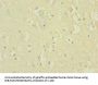 NRXN1 Antibody