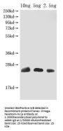 Omega-hexatoxin-Hv1a Antibody