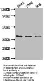 hupB Antibody