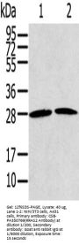 RRAS2 Antibody