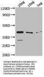 ihfA Antibody