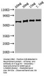 eno Antibody