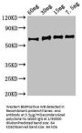 eno Antibody