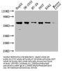 ERVFRD-1 Antibody