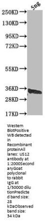 US12 Antibody
