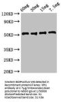 ldh1 Antibody
