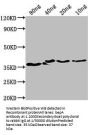bepA Antibody