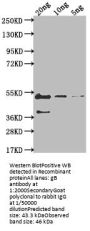 gB Antibody