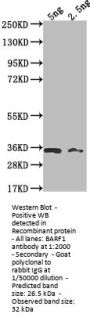 BARF1 Antibody