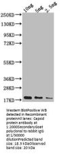 Capsid protein Antibody