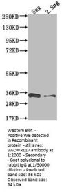 VACWR117 Antibody