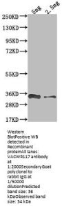 VACWR117 Antibody