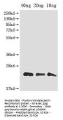 gag Antibody