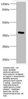 ptxA Antibody