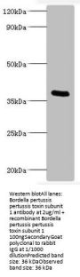 ptxA Antibody