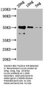 cry1Ac Antibody