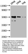 cry1Ac Antibody
