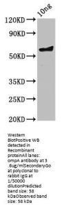 ompA Antibody