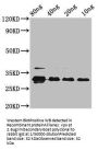 vpx Antibody