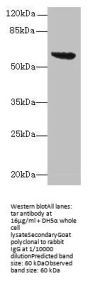 tar Antibody