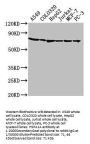 HSPA1A Antibody