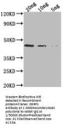 DERP1 Antibody